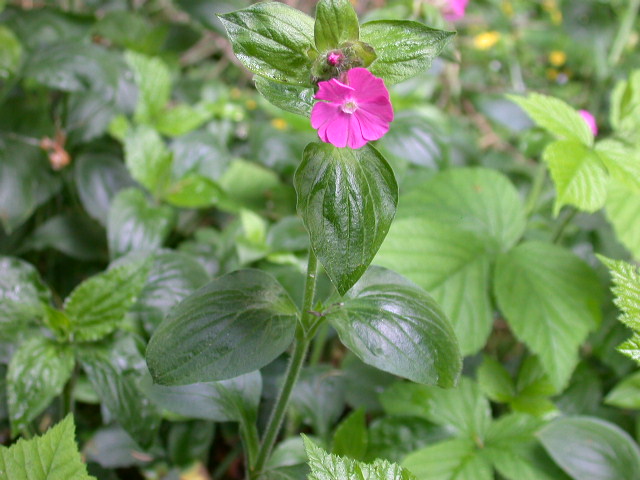 Silene dioica / Silene dioica